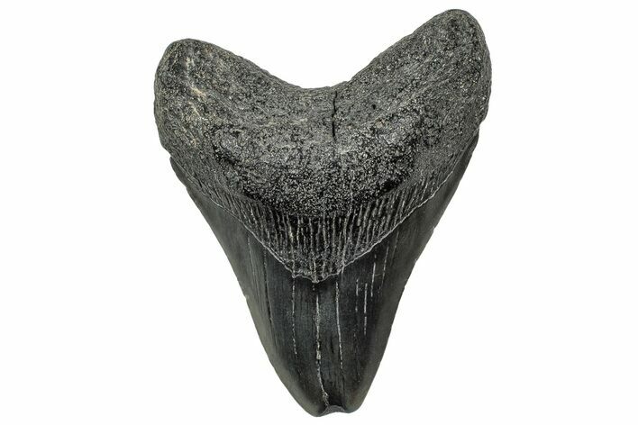 Fossil Megalodon Tooth - South Carolina #328756